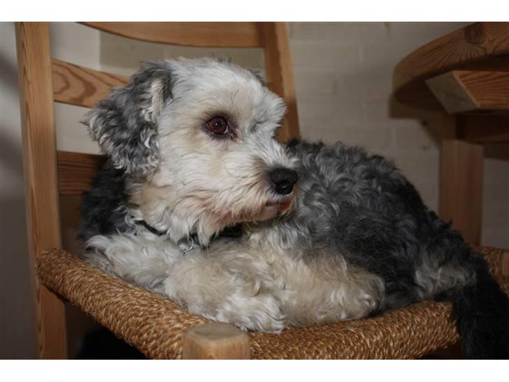 {{currentPhoto.altText}} billede {{currentPhoto.number}}