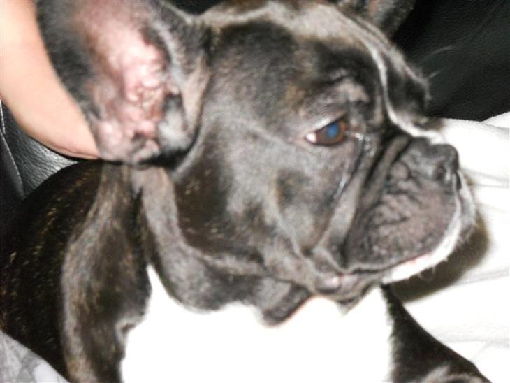 Fransk bulldog Tulle billede 1