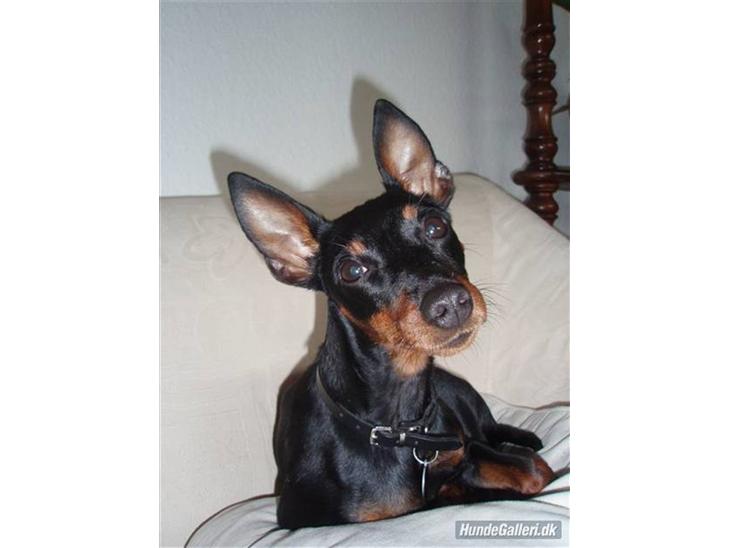 Dvaergpinscher Rødkildes P.star billede 1
