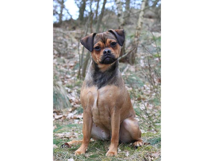 Blanding af racer (Mops/Dv. pinscher) -Sika billede 1