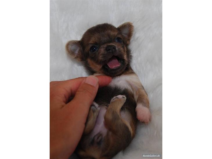 {{currentPhoto.altText}} billede {{currentPhoto.number}}