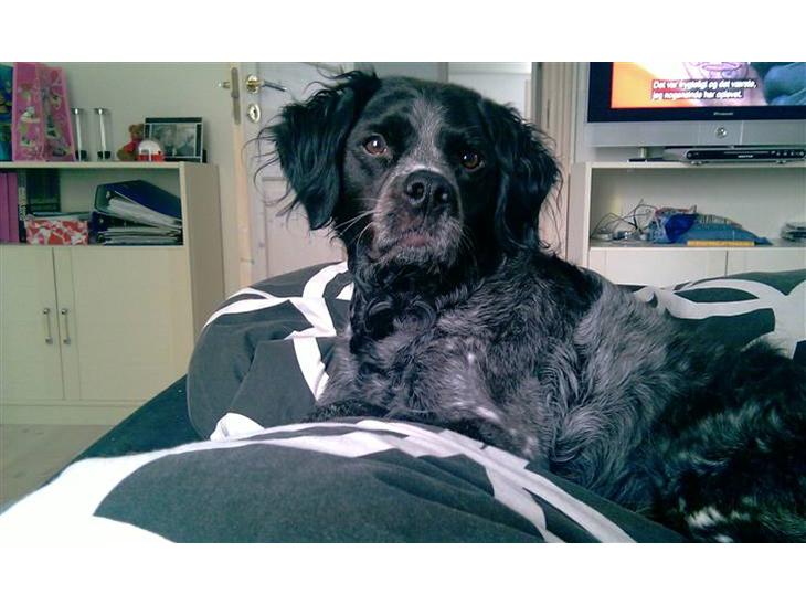 {{currentPhoto.altText}} billede {{currentPhoto.number}}