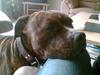 Amerikansk staffordshire terrier shago