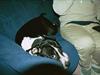 Amerikansk staffordshire terrier miss chicago