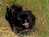 Pekingeser Borrings(Lulu)Sjuss den 4
