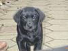 Labrador retriever Diesel (fars hund)