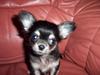 Chihuahua TJALFE