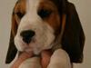 Beagle Taz