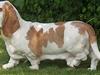 Basset hound Walter  R.I.P [ Himmelhund]