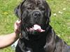 Cane corso Bonzo