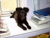Blanding af racer Bølle solgt til ex konen [ Himmelhund]