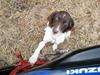 Kleiner münsterländer Tasha