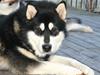Alaskan malamute Chinuq