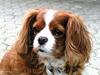 Cavalier king charles spaniel Bella Cavalier king charles spaniel Bella