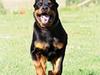 Rottweiler *Simba* (Cue Beat)