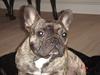 Fransk bulldog Tyson