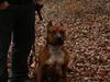 Amerikansk staffordshire terrier Kobe *R.I.P* [ Himmelhund]