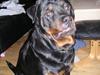 Rottweiler tyson