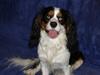 Cavalier king charles spaniel Bamse