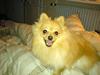 Pomeranian Pjuske