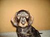 Gravhund member