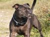 Staffordshire bull terrier Westlund Stacia