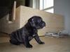 Staffordshire bull terrier *AYA*