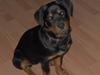 Rottweiler Sally
