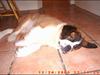 Sankt bernhardshund ~Aslan~