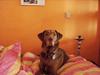 Labrador retriever Tilde