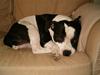 Staffordshire bull terrier carlos