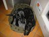 Labrador retriever Trille