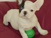 Fransk bulldog Ludvig [ Himmelhund]