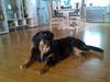 Blanding af racer Basse R.I.P [ Himmelhund]