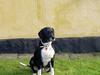 Blanding af racer R.I.P. Molly R.I.P. [ Himmelhund]