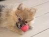 Pomeranian simba