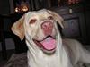 Labrador retriever Fie [ Himmelhund]