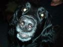 Flat coated retriever blackie (R.I.P)