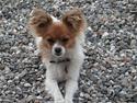 Papillon Max
