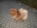 Chow chow Misha † RIP †