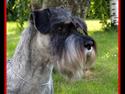 Mellemschnauzer Tempo *DØD* 081208