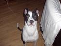 Blanding af racer Zack himmelhund <3