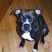 Amerikansk staffordshire terrier shago