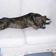 Amerikansk staffordshire terrier shago