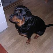 Rottweiler Mikki 