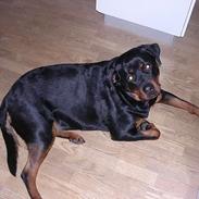 Rottweiler Mikki 