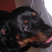 Rottweiler Mikki 