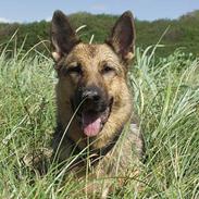 Schæferhund Degn´s Lasja