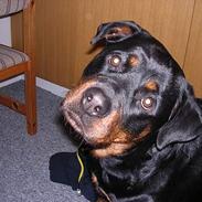 Rottweiler Mikki 