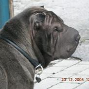 Shar pei Andrea